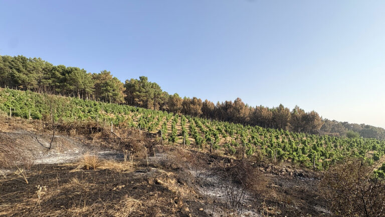 After devastating wildfires, pictured above, Gredos winemakers are looking at what it will take to protect their hard-won revival. Photo courtesy of Comando G.