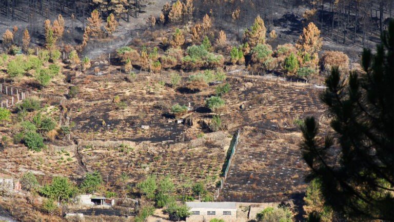 Wildfire damage at Bodega El Reventón's San Gregorio vineyard. Photo courtesy of Bodega El Reventón.