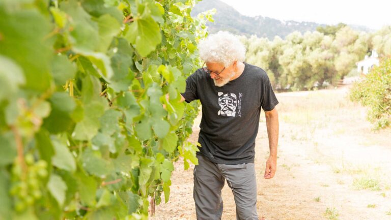 What California’s Battle with Pierce’s Disease Can Teach Europe