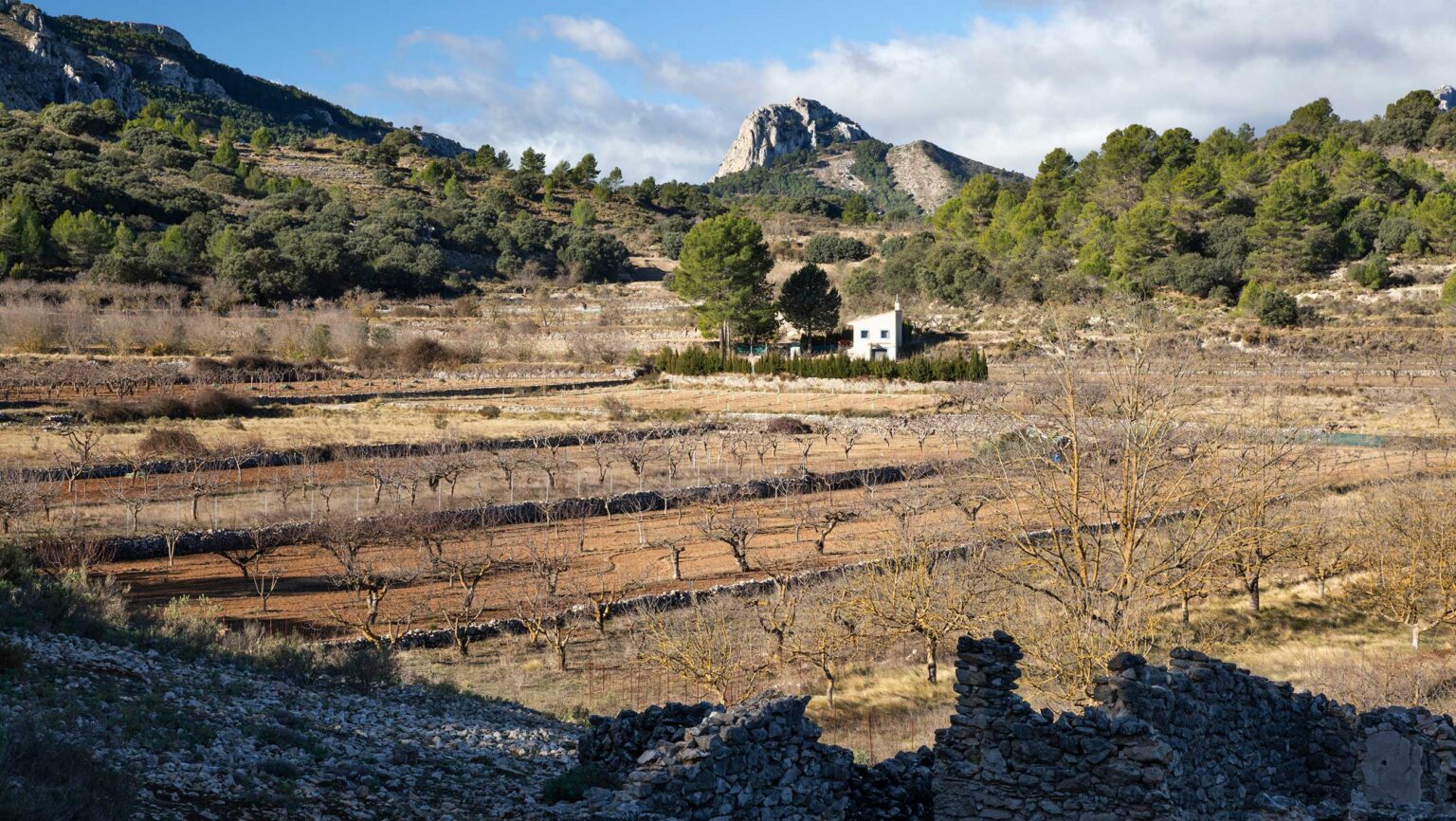 What California’s Battle with Pierce’s Disease Can Teach Europe