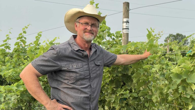 Eric Amberg of New York’s Amberg Grapevines (pictured above) says PIWIs behave like vinifera in the vineyard, requiring no significant changes to existing practices. Photo courtesy of Amberg Grapevines.