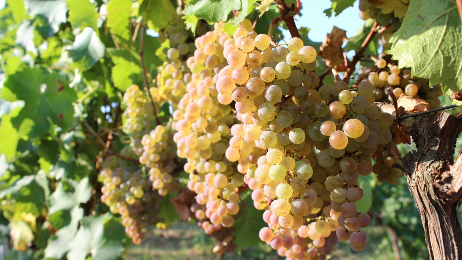 New breeding technologies are helping researchers develop disease-resistant grape varieties without sacrificing wine quality. Photo courtesy of Famille Ducourt.
