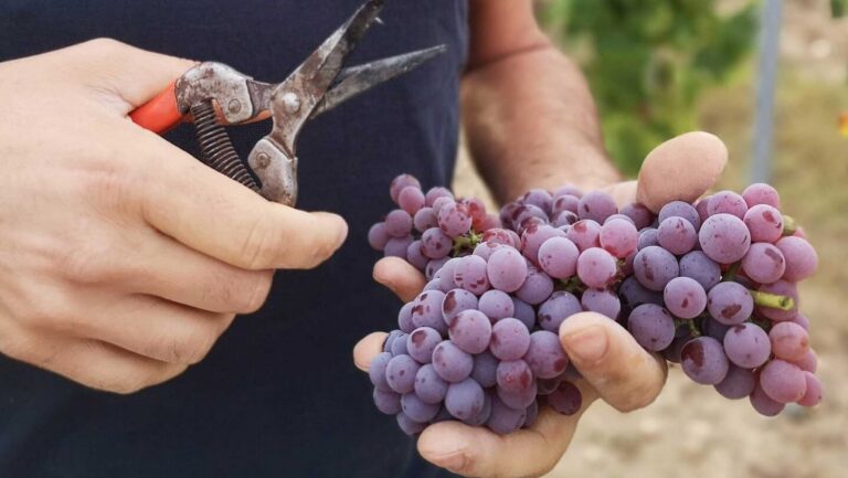 At Famille Ducourt, traditional grape varieties often require eight to 15 fungicide sprays per season, while PIWIs require just two to three. Photo courtesy of Famille Ducourt.