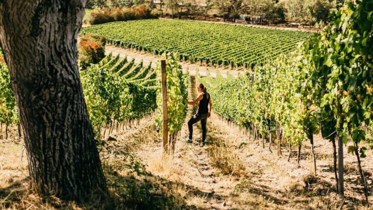 In Germany, Kloster Eberbach winemaker Kathrin Puff (pictured above) says growing PIWIs has saved the winery time and money by reducing fungicide applications. Photo courtesy of Weingut Kloster Eberbach.