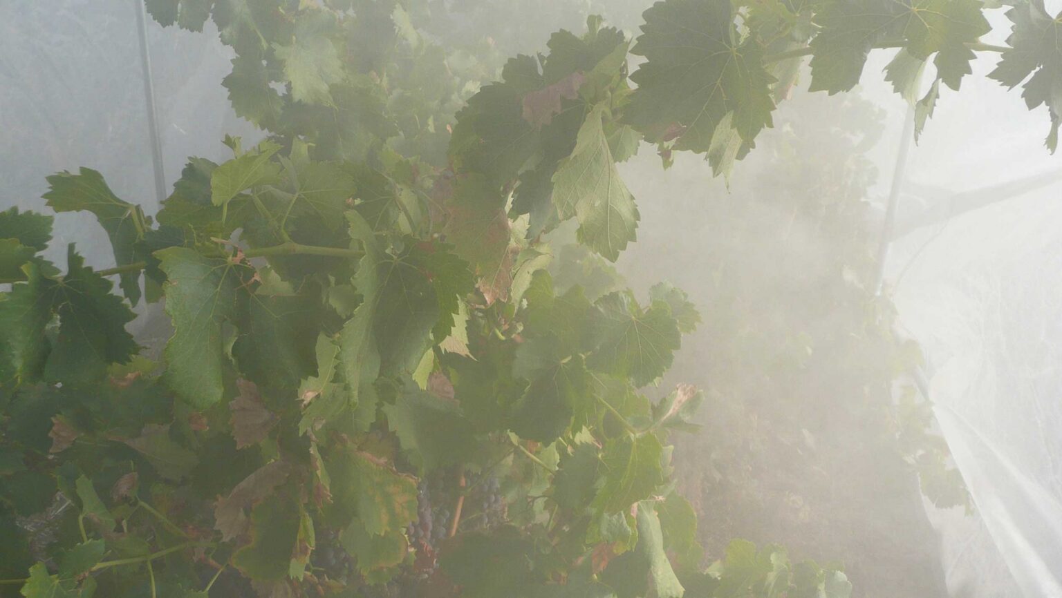 Could the internal world of grapevines hold the clue to reducing smoke taint? Photo by Kerry Wilkinson, Ph.D.