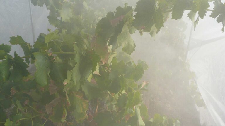 Could the internal world of grapevines hold the clue to reducing smoke taint? Photo by Kerry Wilkinson, Ph.D.