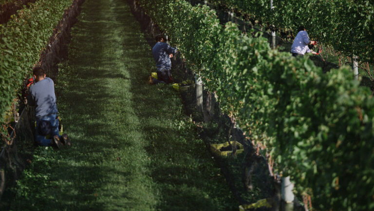“We tend to have cooler nights and more diurnal shift, which helps us retain natural acidity and aromatics,” says Mike Beneduce, the owner and winemaker at Beneduce Vineyards in the proposed Hunterdon Hills AVA. Photo courtesy of Beneduce Vineyards.