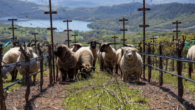 In the proposed Lake Hennessey AVA, “The cooler weather and longer ripening lead to jammy flavors, black fruit characteristics with exceptionally smooth tannin content coupled with balanced acidity,” says Perry Clark, the president of Amizetta Family Estate Wines. Photo courtesy of Amizetta Family Estate Wines.