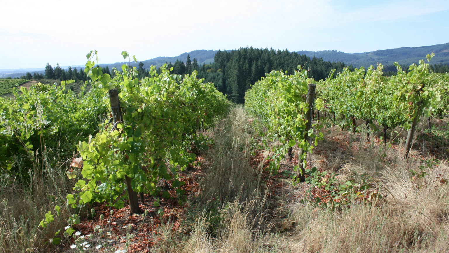 A minimally farmed vineyard in Oregon's Willamette Valley. Photo courtesy of Patricia Skinkis.