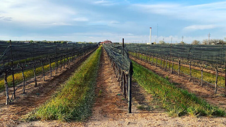 “You can lose vineyards that go through a cycle of lack of real care,” says Dusty Timmons, the general and vineyard manager of Lost Draw Vineyards in the Texas High Plains (pictured above). “But when marketability is unclear, it's a logical step to try.” Photo courtesy of Lost Draw Vineyards.