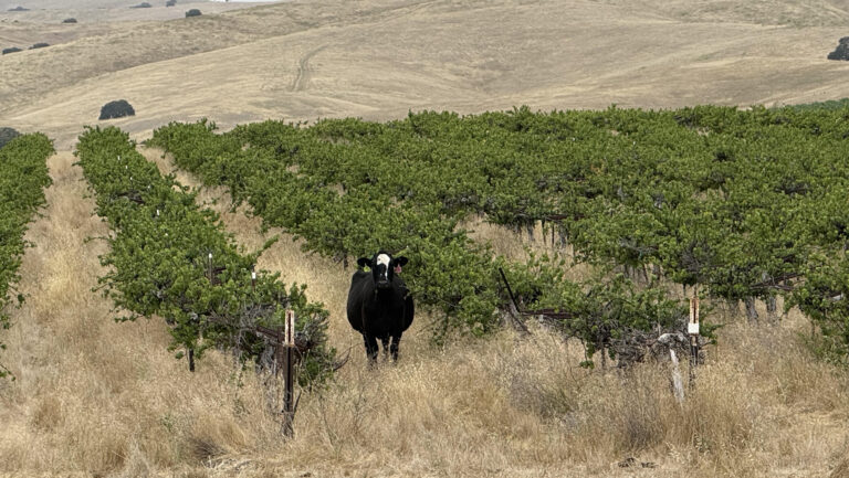 A cow grazing an idling vineyard. Photo courtesy of Randy Heinzen.