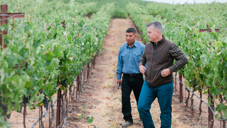 “We are getting leaner and into better fighting shape,” says Randy Heinzen, the president of Vineyard Professional Services. “Part of this is realigning vineyards into desirable assets." Photo courtesy of Vineyard Professional Services.