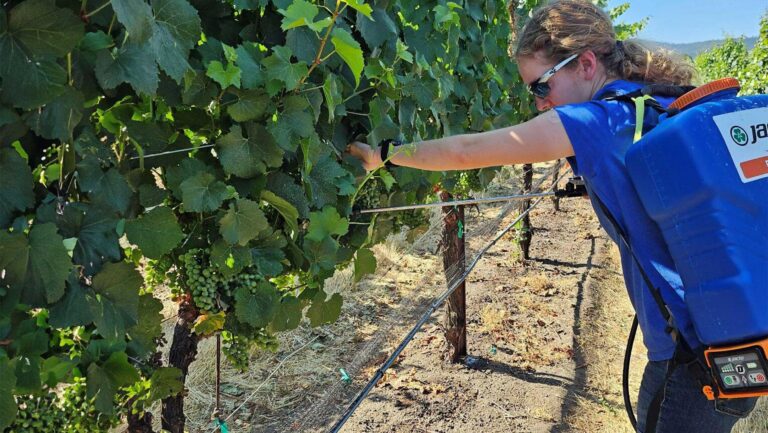 Sarah Caballero, a doctoral student at OSU, applies the barrier spray to grapes at the Southern Oregon Research and Extension Center vineyard. Photo by Jooyeoun Jung, Ph.D.