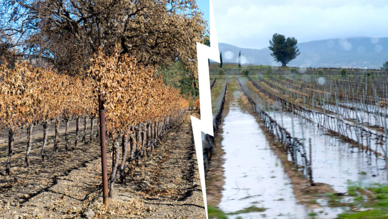 As El Niño shifts weather patterns worldwide, winemakers face new challenges in the vineyard and the cellar. Photo credit: Adobe Stock.