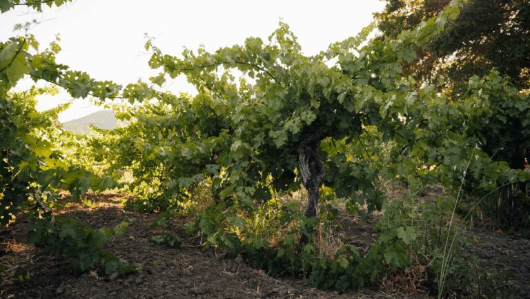 Hoopes Vineyard, pictured above, in Napa County is appealing a nearly $4 million judgment in a dispute over whether its historic permit exemption allows wine tastings. Photo by Evan Roscoe.