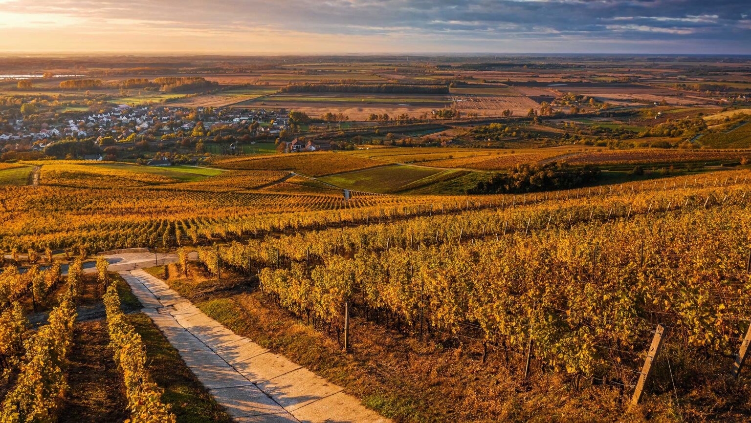 What’s Next for Hungarian Wine?