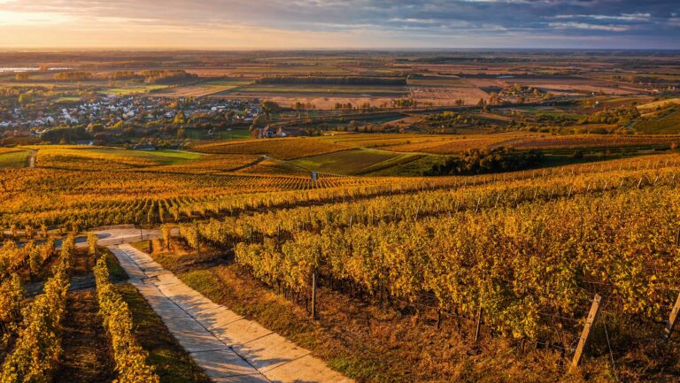 What’s Next for Hungarian Wine?